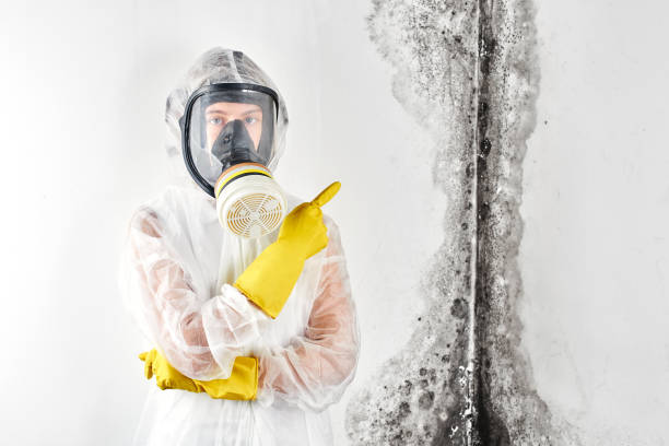 Best Commercial Mold Inspection  in Valley, NE